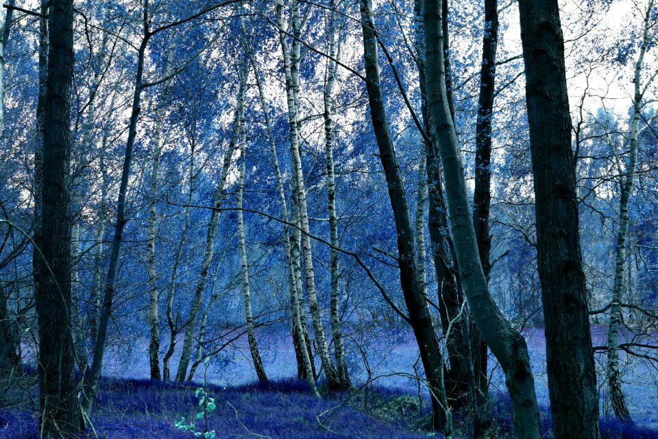 Fee mystical nature