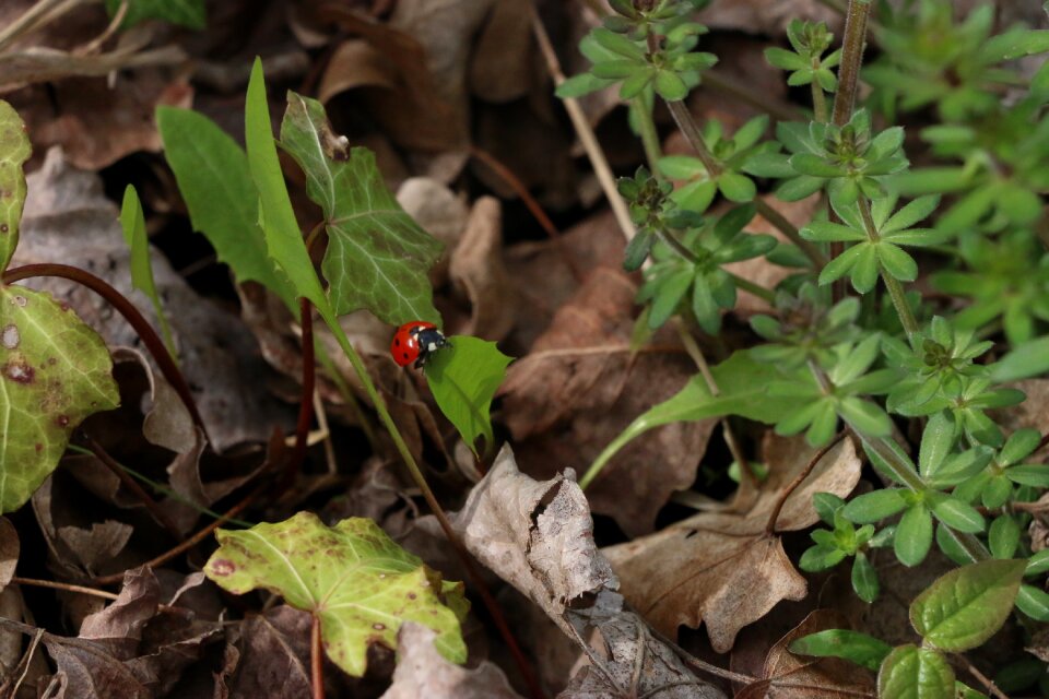 Insect ladybug green