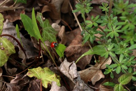 Insect ladybug green photo