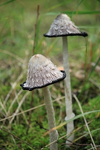 Autumn nature fungal species