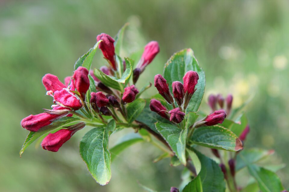Weigélia vegelia pink flowers raspberry