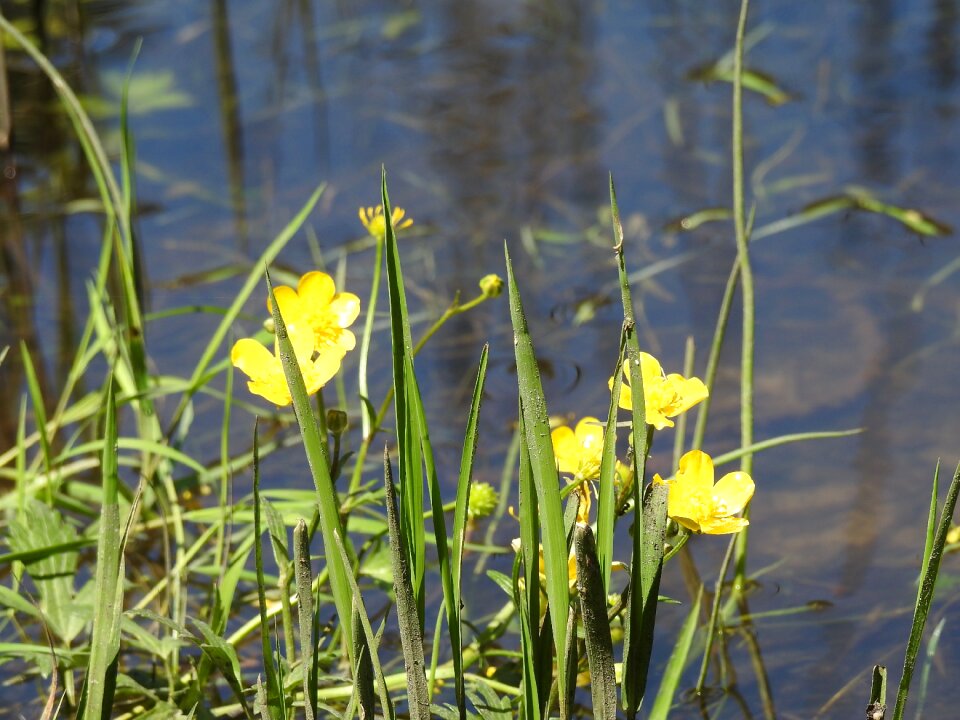 Yellow flower beautiful flower