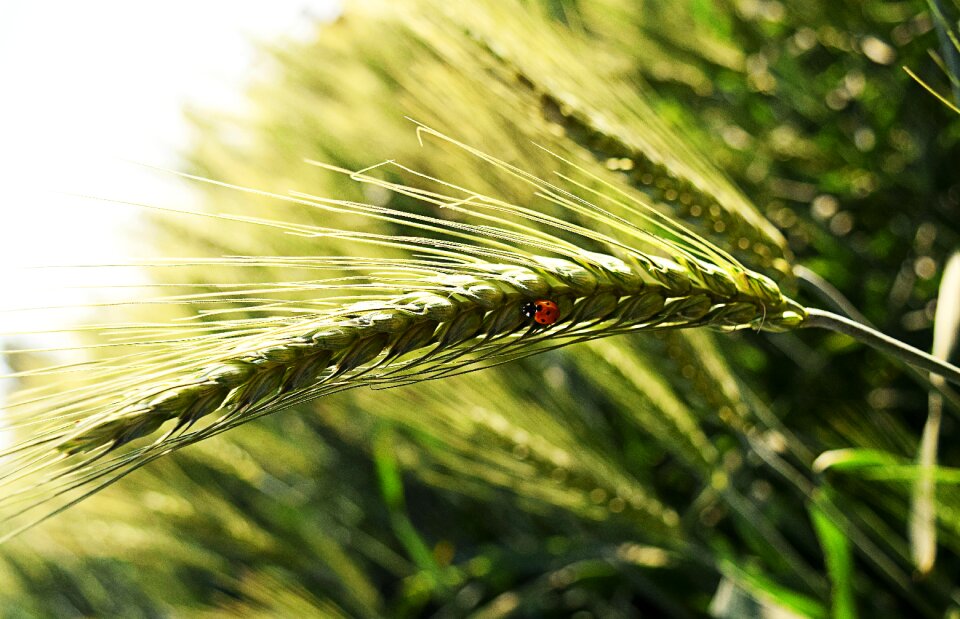 Nature insect plant