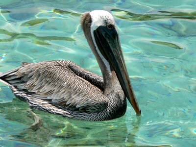 Pelican sea island photo