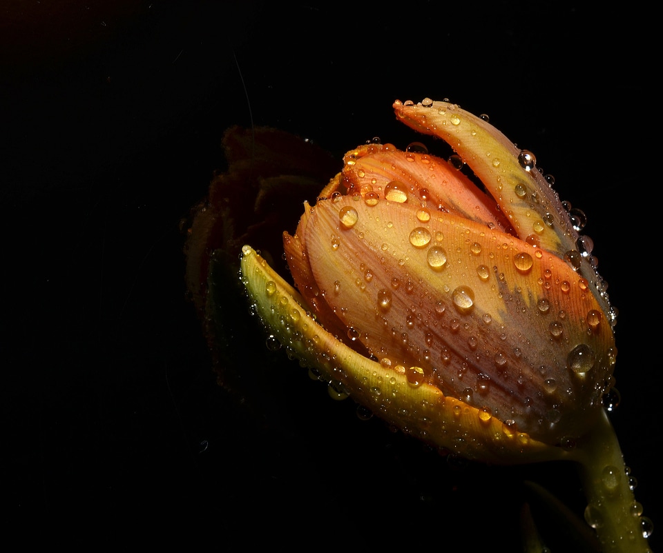 Orange tulip flower