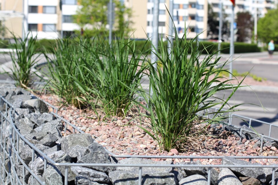 Park plant flora