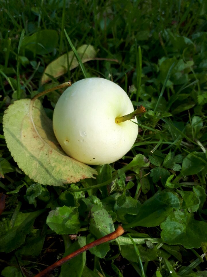 Fruit plant season