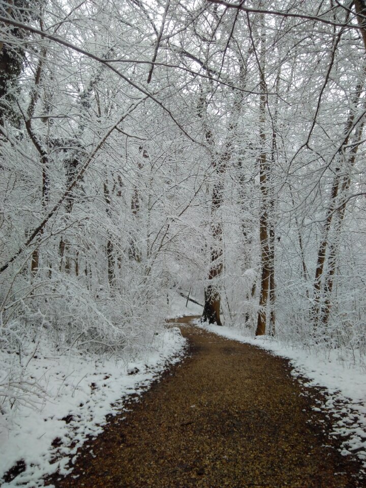Winter nature cold