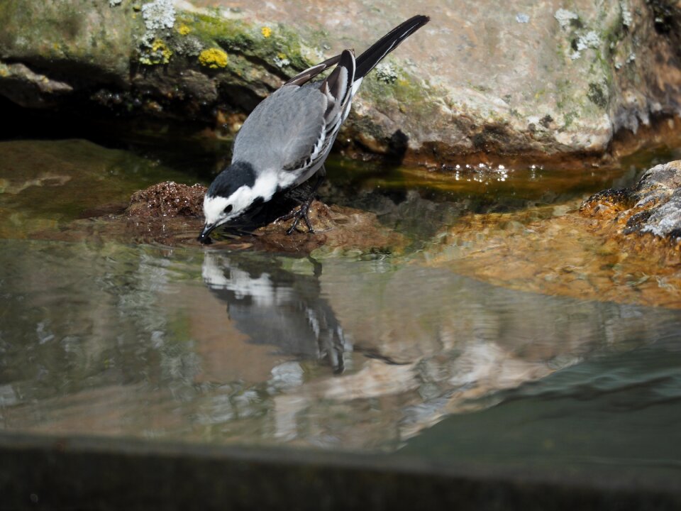 Drinking animals animal