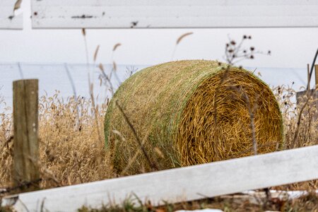 Farm nature field