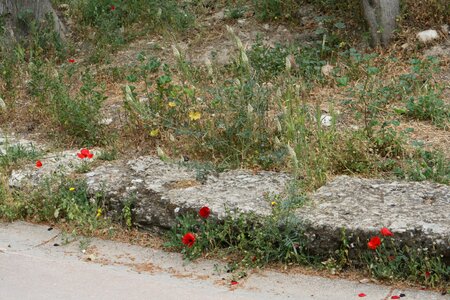 Poppy athena greece photo