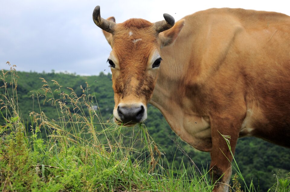 Yellow cow animal animal pictures