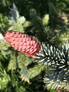 Pine tree needles spring awakening photo