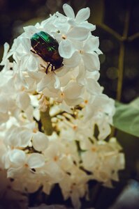 Closeup insects living nature photo