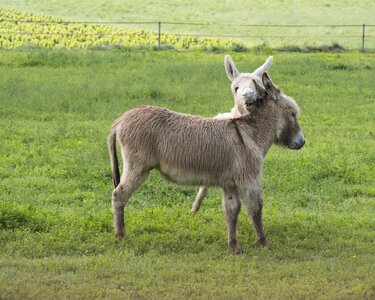 Animal pre donkey runs