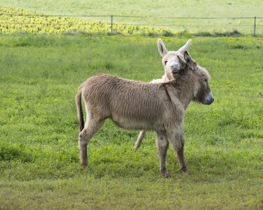 Animal pre donkey runs photo