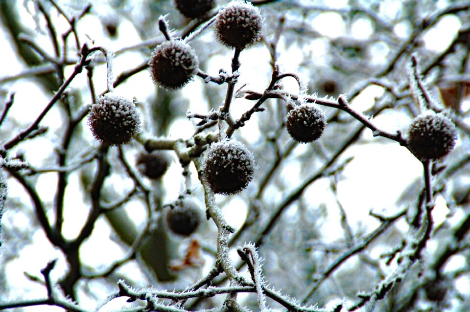 Black white winter