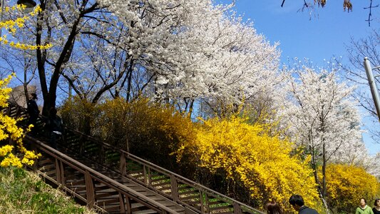 Yangjae stream cherry flowers Free photos