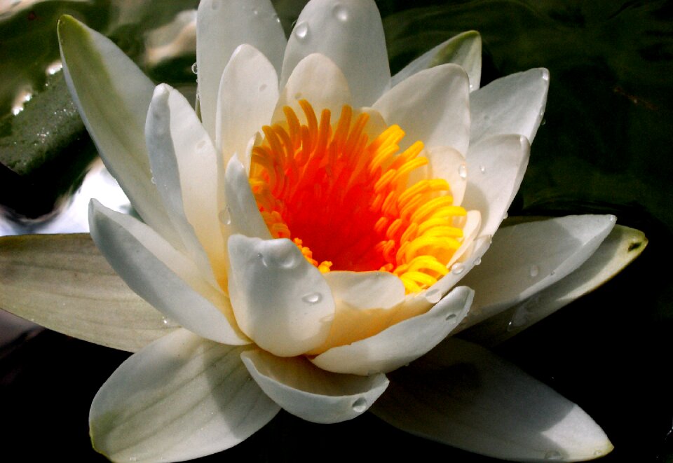 Water lilies water plant flower water