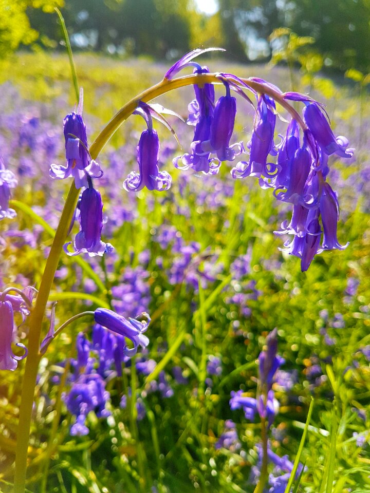 Spring woodland