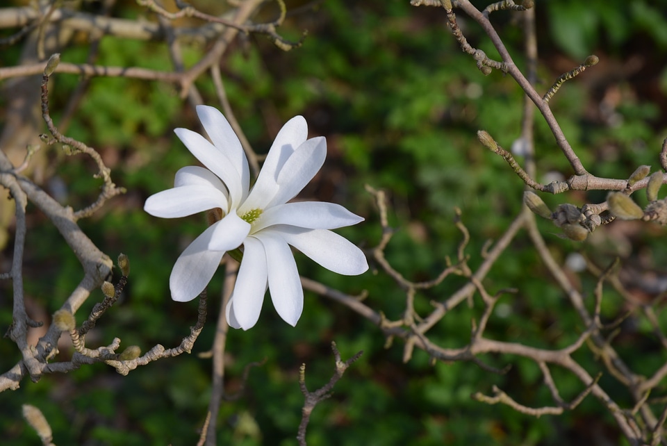 White blossom green star magnolia