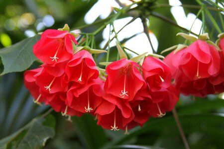 Garden blossom botanical