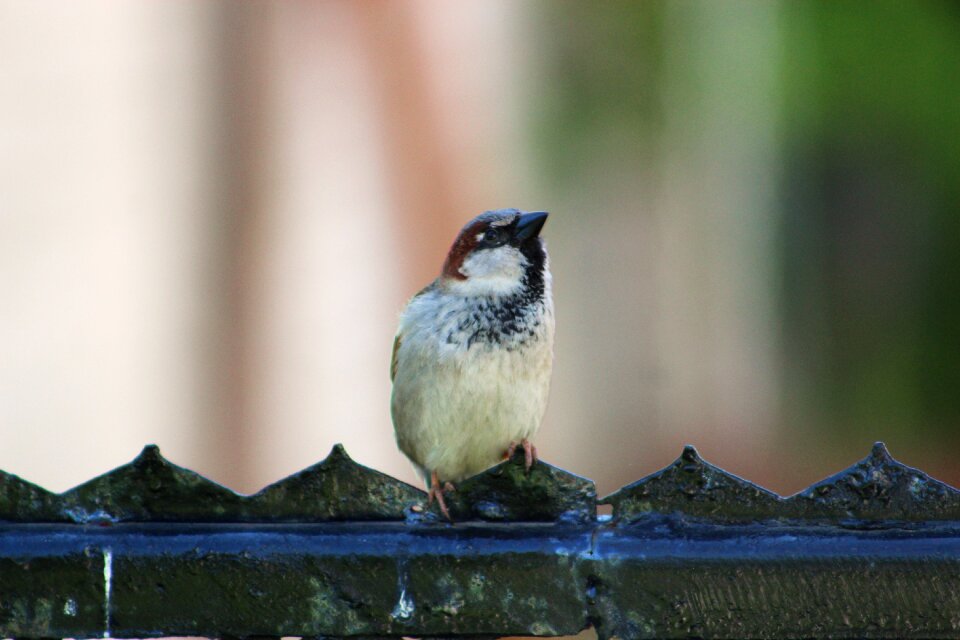 Birds the fence hurdle