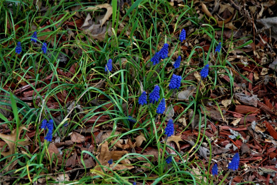 Wild spring blue