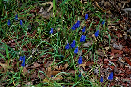 Wild spring blue photo