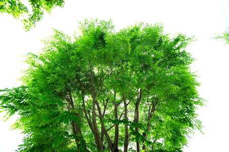 Light wood green