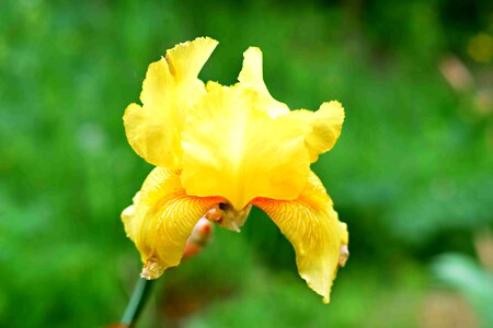 Flower iris Free photos