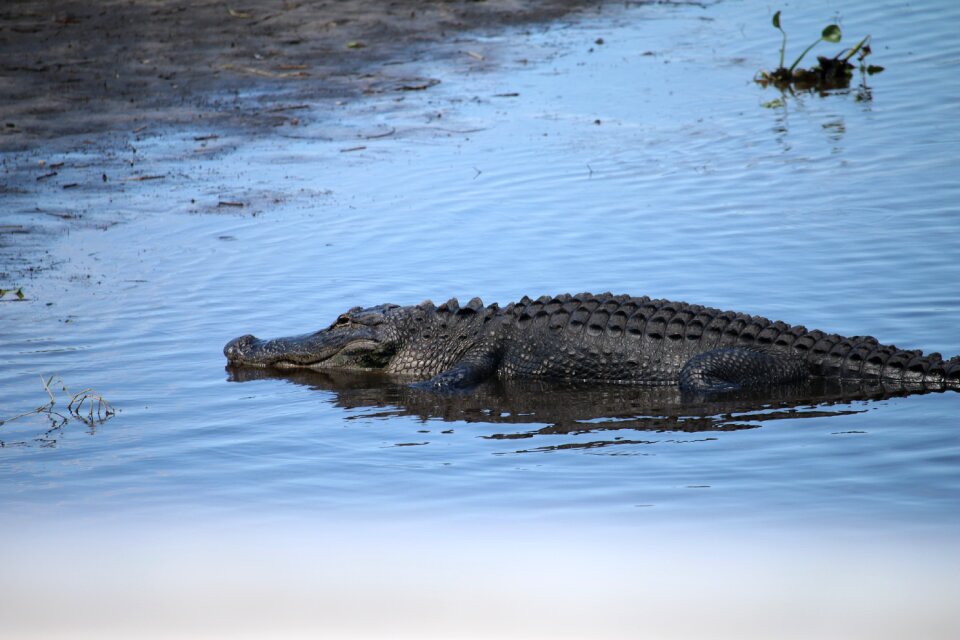 Alligator reptile wildlife