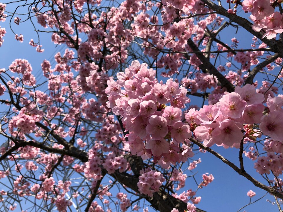 Natural pink spring flowers