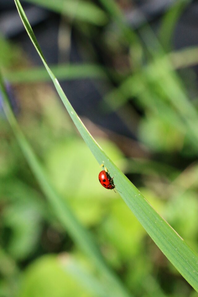 Green color macro
