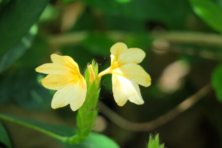 Wild flowers hua xie red photo