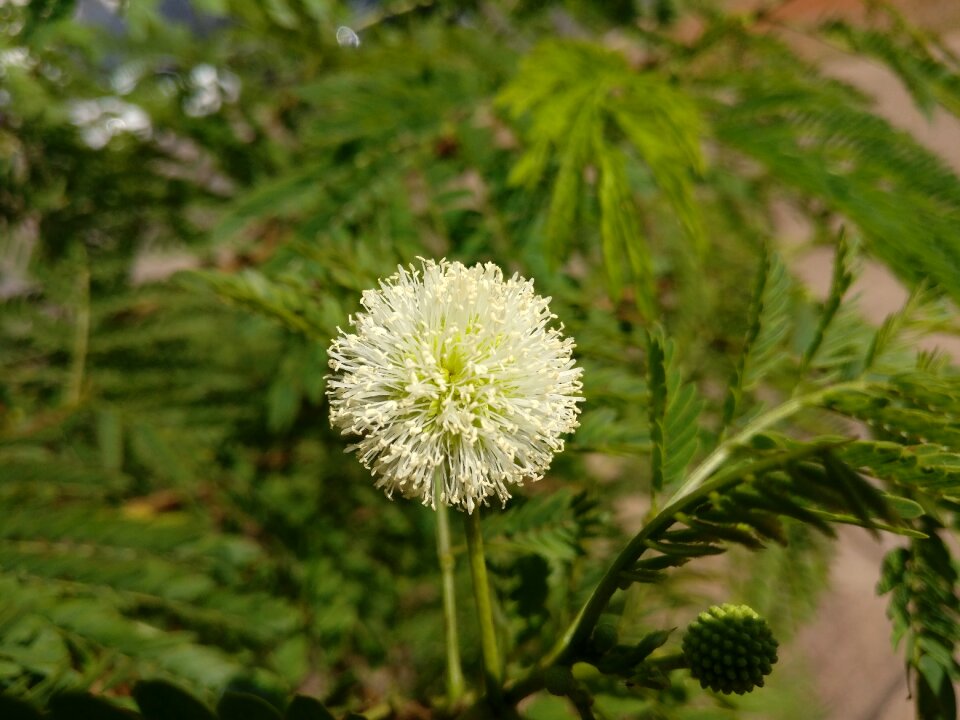 Plant spring flowers