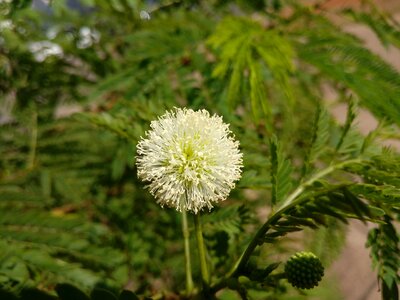 Plant spring flowers photo