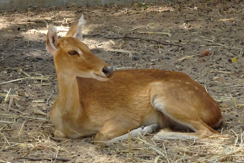 Female rucervus eldii eldii endemic