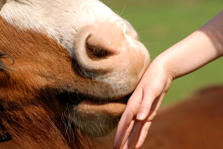 Brown horse nostrils foot