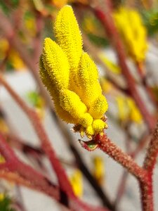 Yellow flowers kangaroo claw Free photos