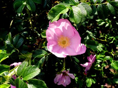 Close up bush rose pink