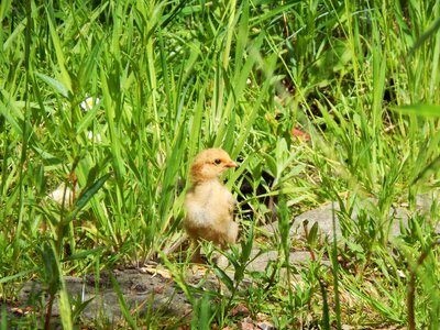 Small grass bird photo