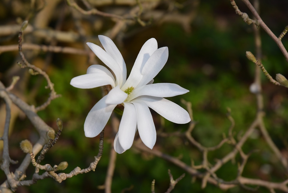 Magnolia white star magnolia