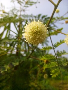 Wild flower landscape