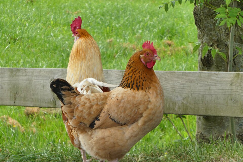 Farm bird feathers photo