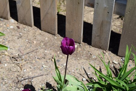 Flower spring