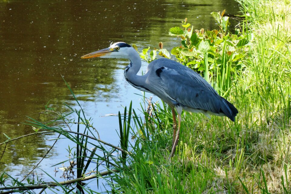 Babu nature beak