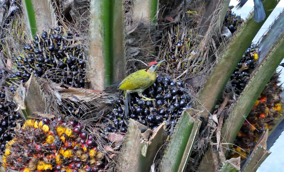 Natural nature fruit