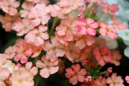Blossom bloom plant
