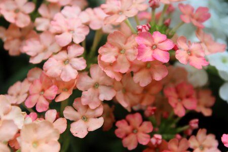 Blossom bloom plant photo